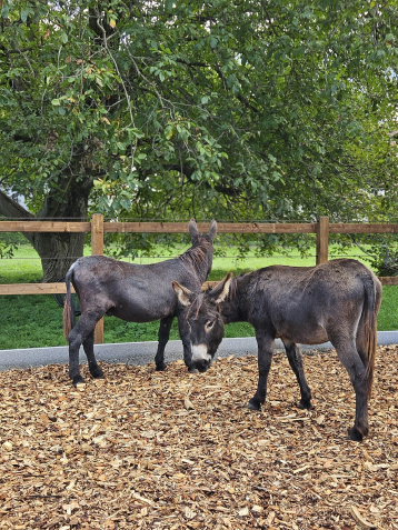 Esel für die Thearpie für Menschen mit psychischen Erkrankungen oder Belastungen
