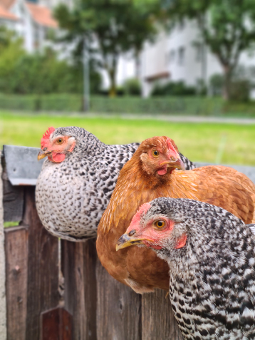 Hüner für die Thearpie für Menschen mit psychischen Erkrankungen oder Belastungen