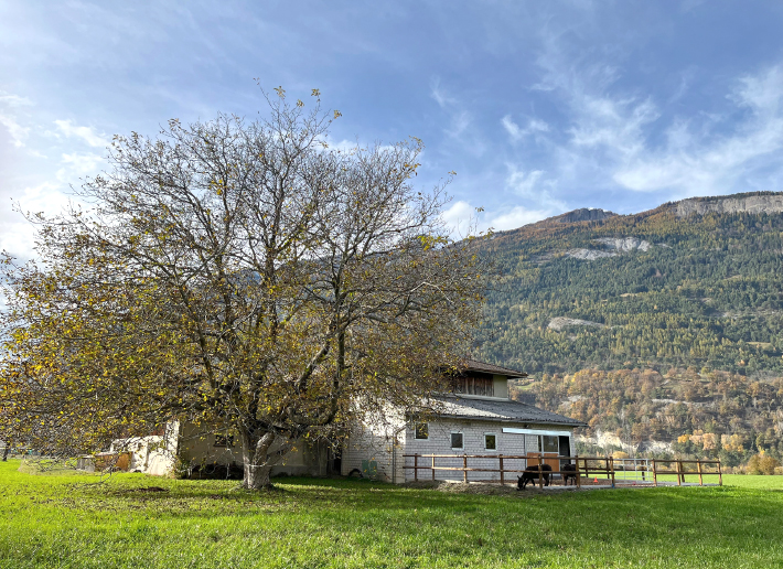 Achtsamkeit & Beziehungstraining mit Tieren